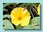 Raro bee flower_03